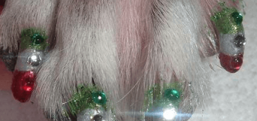 Pawlish for Cats and Dogs