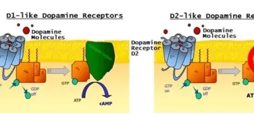 Image of how dopamine works in someone addicted to gambling