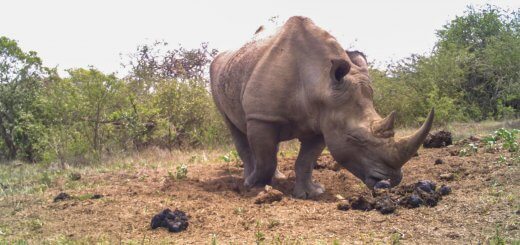 Ways of Communication used by animals