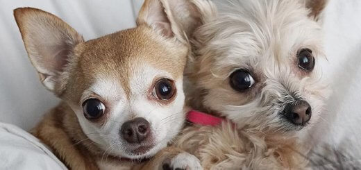 Benefits of Having Pets In Your Home