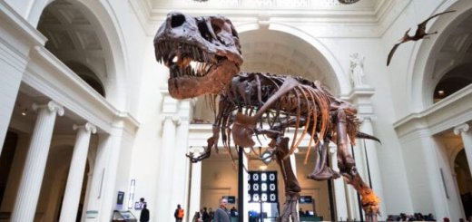 Museums that Can be Accessed Online