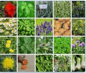 medicinal plants