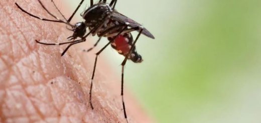 How to Avoid Mosquitoes