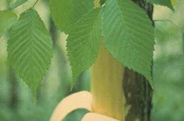 Health benefits of slippery elm