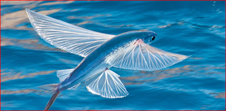 Flying Animals you need to know