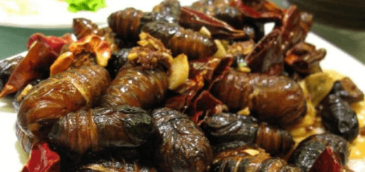 unusual foods in the world